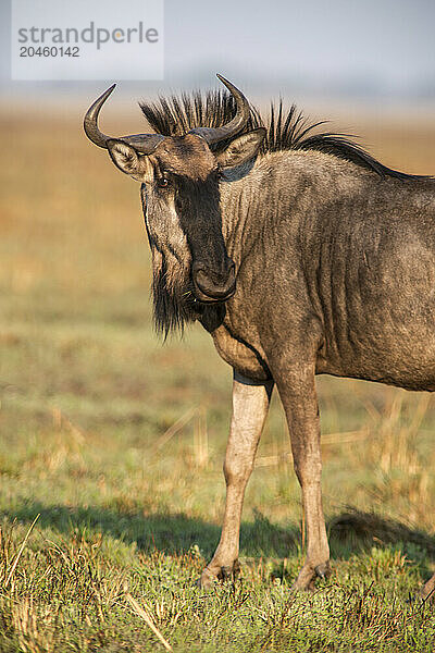 The wildebeest (Connochaetes taurinus)  a large antelope found over much of the Kafue National Park  Zambia  Africa