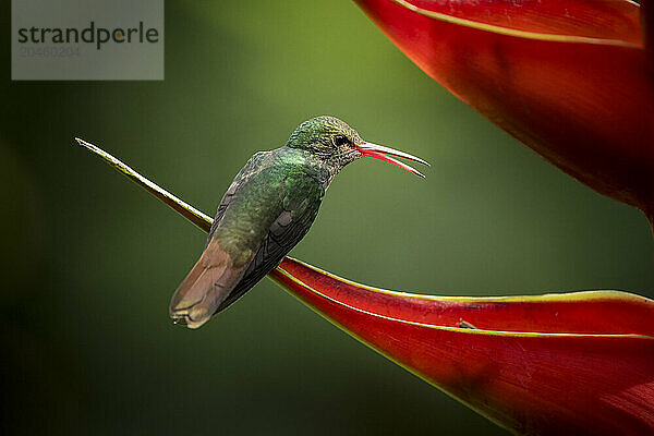 Rufous-tailed Hummingbird  Lowland rainforest  Sarapiqui  Costa Rica  Central America