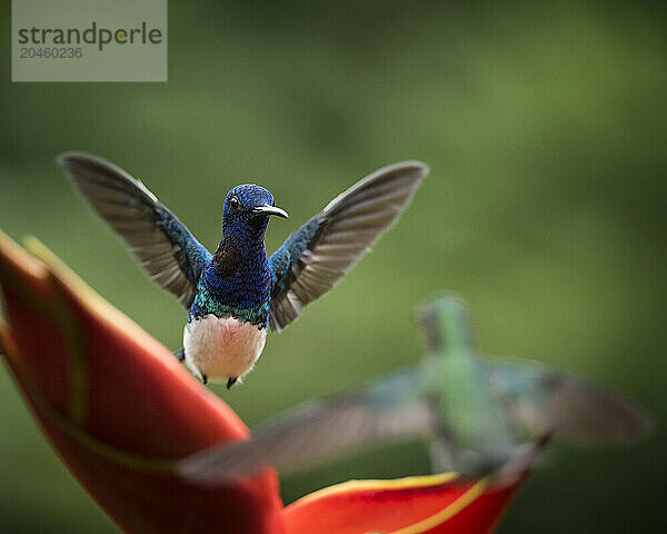 White-necked Jacobin Male Hummingbird  Lowland rainforest  Sarapiqui  Costa Rica  Central America