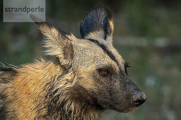 African wild dog (Lycaon pictus)  Khwai  Okavango Delta  Botswana  Africa