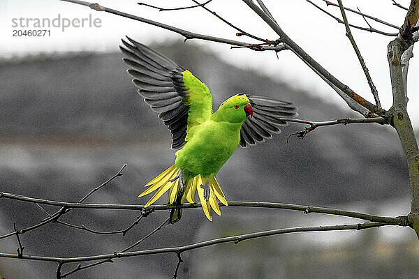 A wild rose-ringed parakeet (Psittacula krameri) takes flight in London  England  United Kingdom  Europe