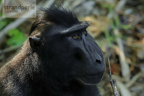 Crested black macaque (Macaca nigra) a native ape-like monkey with striking eyes  face and hair tuft  Tangkoko Reserve  Minahasa  N Sulawesi  Indonesia  Southeast Asia  Asia