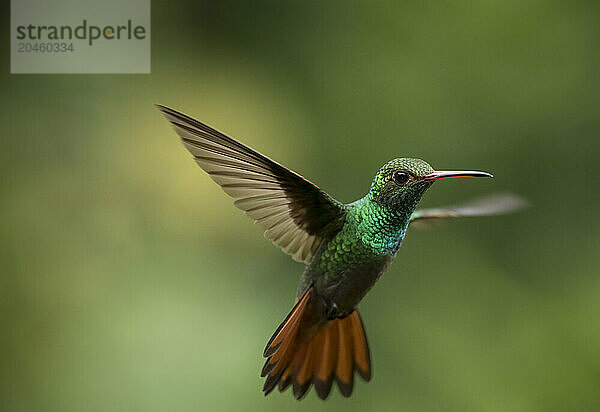 Rufous-tailed Hummingbird  Lowland rainforest  Sarapiqui  Costa Rica  Central America