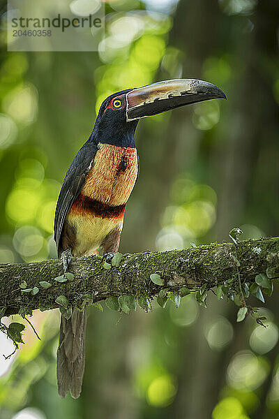 Collared Aracari Toucan (Pteroglossus torquatus)  Sarapiqui  Costa Rica  Central America