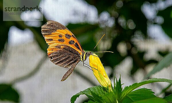 Marsaeus Tigerwing butterfly (Melinaea marsaeus)  Mindo  Ecuador  South America