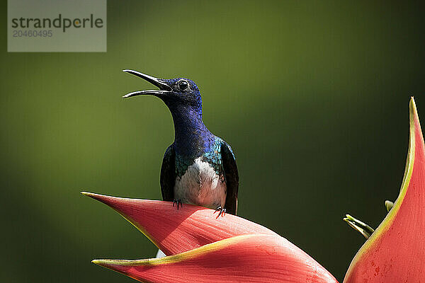 White-necked Jacobin Male Hummingbird  Lowland rainforest  Sarapiqui  Costa Rica  Central America