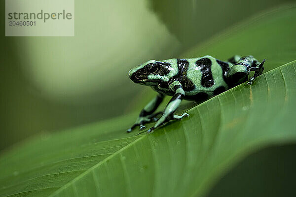 Green and black poison dart frog (Dendrobates auratus)  Sarapiqui  Costa Rica  Central America