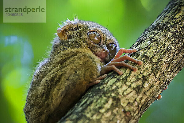 Spectral Tarsier (Tarsius tarsier) one of the smallest primates  now endangered  insect eating and nocturnal  Tangkoko National Park  Minahasa Highlands  North Sulawesi  Indonesia  Southeast Asia  Asia