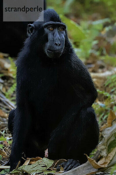 Crested black macaque (Macaca nigra) a native ape-like monkey with striking eyes  face and hair tuft  Tangkoko Reserve  Minahasa  N Sulawesi  Indonesia  Southeast Asia  Asia