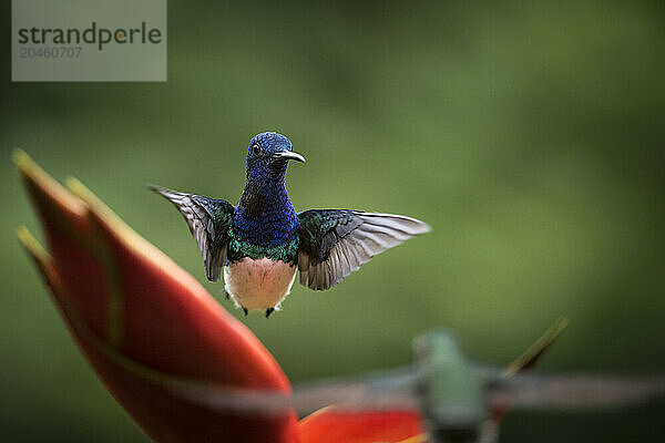 White-necked Jacobin Male Hummingbird  Lowland rainforest  Sarapiqui  Costa Rica  Central America