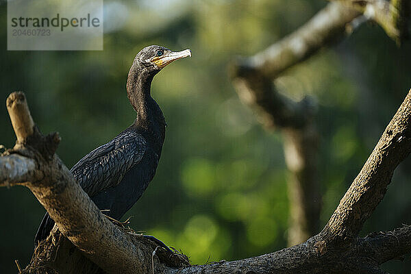 Neotropic Cormorant  Cano Negro  Alajuela Province  Costa Rica  Central America