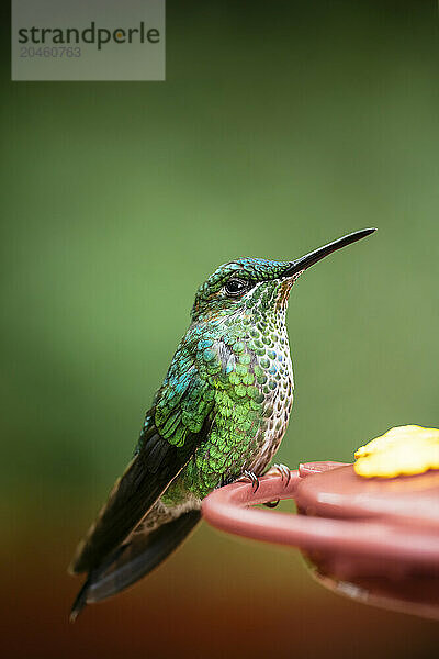 A green-crowned brilliant Hummingbird  Lowland rainforest  SarapiquA­  Costa Rica  Central America