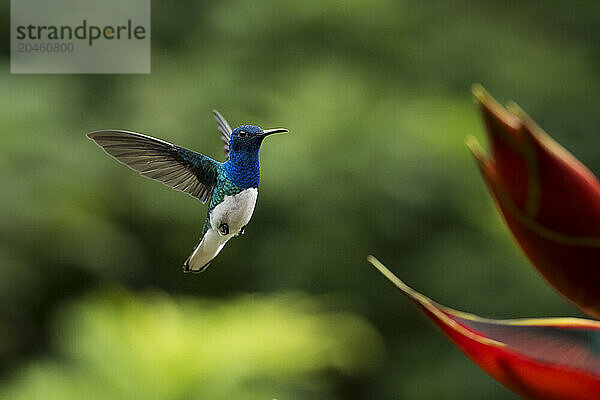 White-necked Jacobin Male Hummingbird  Lowland rainforest  Sarapiqui  Costa Rica  Central America