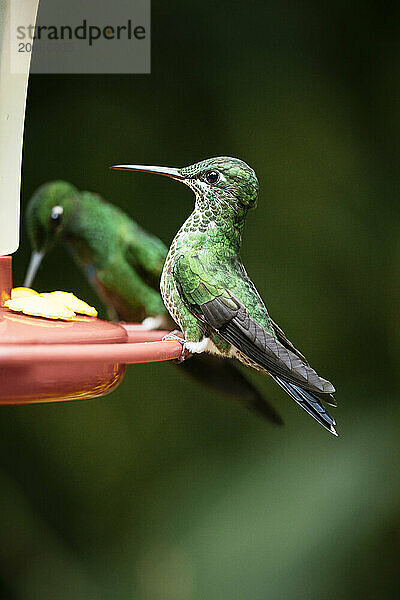 A green-crowned brilliant Hummingbird  Lowland rainforest  SarapiquA­  Costa Rica  Central America