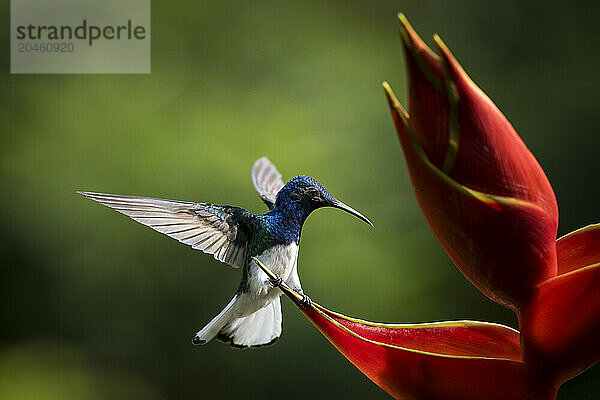 White-necked Jacobin Male Hummingbird  Lowland rainforest  Sarapiqui  Costa Rica  Central America