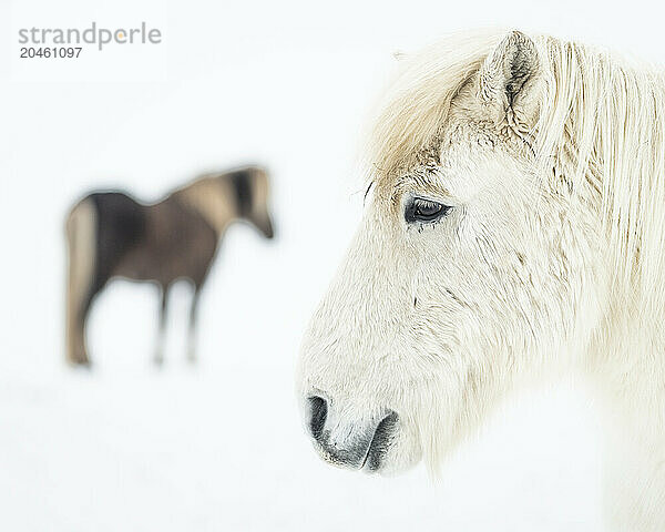 Icelandic horses in snow covered field  Iceland  Polar Regions