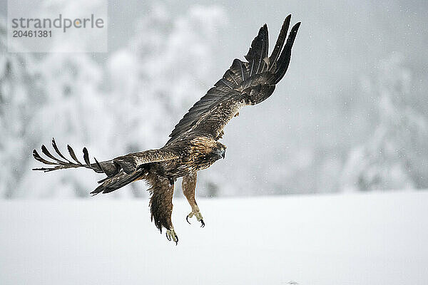 Golden eagle in flight over snow covered field  Finland  Europe