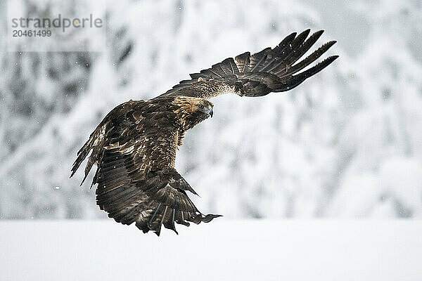 Golden eagle in flight over snow covered field  Finland  Europe