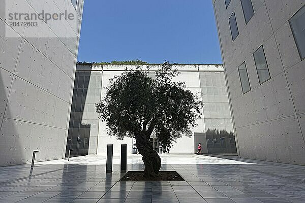 Alter Olivenbaum zwischen moderner Betonarchitektur  Silhouette  Kulturzentrum der Stavros Niarchos Stiftung  Architekt Renzo Piano  Kallithea  Metropolenregion Athen  Griechenland  Europa