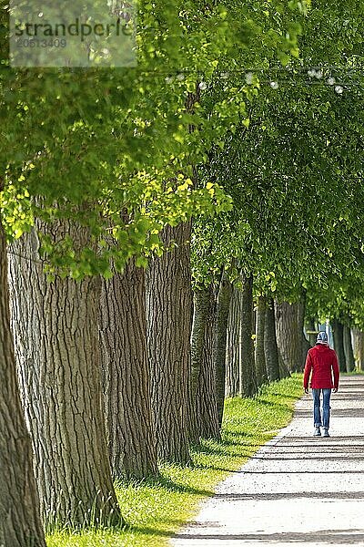 Bäume  Mensch  Spazierweg  Südhafen  Kappeln  Schlei  Schleswig-Holstein  Deutschland  Europa