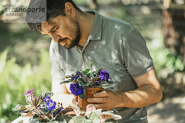 Mature man taking care of African violet potted flowers in back yard garden