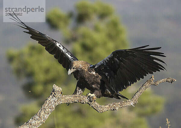 Imperial eagle (Aquila adalberti) landing on branch