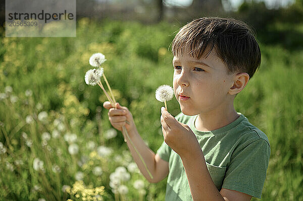 Playful boy blowing dandelion seeds at field on sunny day