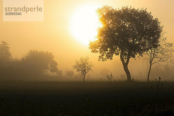 Silhouette of tree in countryside at sunset