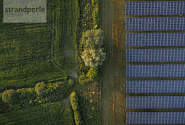 Solar panels near plants on farm at sunset