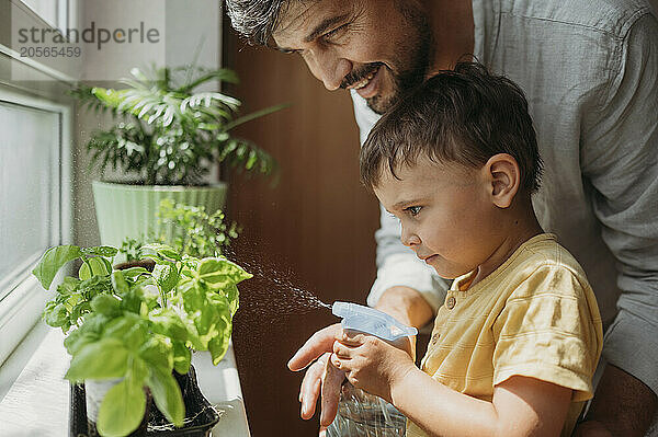 Cute boy spraying water on basil leaves with father at home