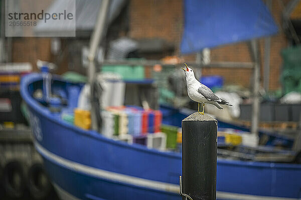 Germany  Schleswig-Holstein  Maasholm  Seagull at harbor