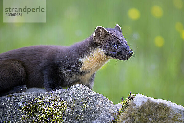 Portrait of pine marten (Martes martes) lying on rock