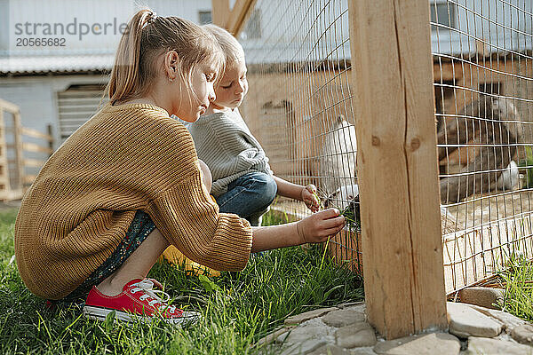 Brother and sister feeding grass to rabbit at farm