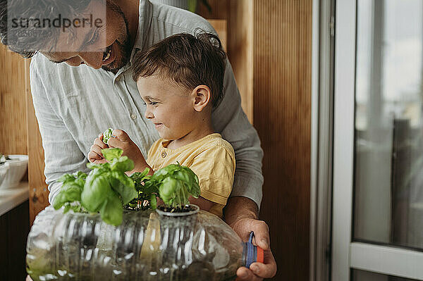 Smiling cute boy with father by fresh basil leaves at home