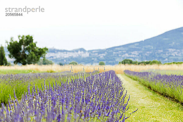 Lavender flowers blooming in agricultural field