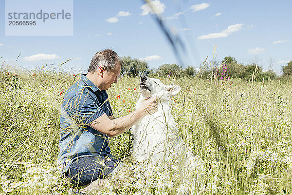 Man petting white Swiss Shepherd dog sitting in field at sunny day