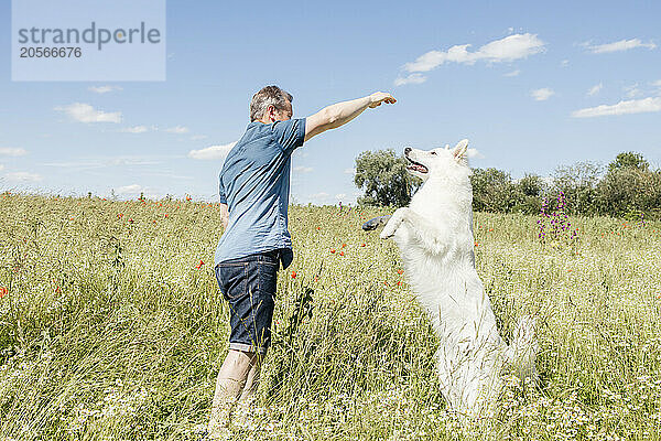 Man playing with white Swiss Shepherd dog standing in field at sunny day