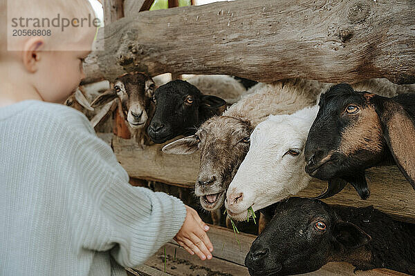 Boy feeding goats in farm