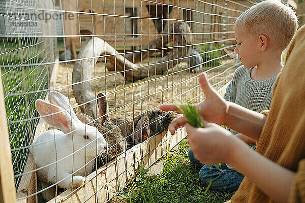 Cute boy with sister feeding rabbit at farm