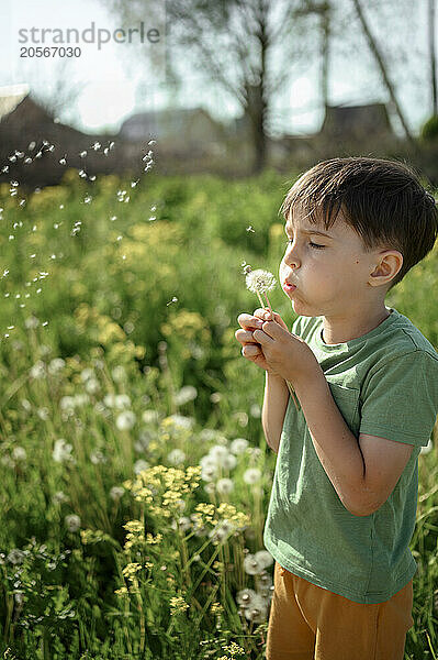 Boy blowing dandelion flower in field on sunny day