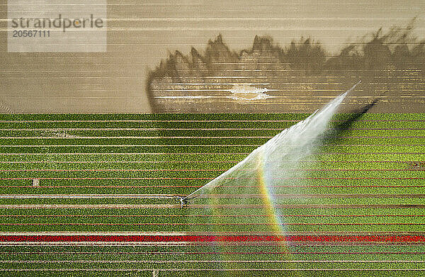 Drone view of tractor spraying fertilizers on field during spring in Netherlands