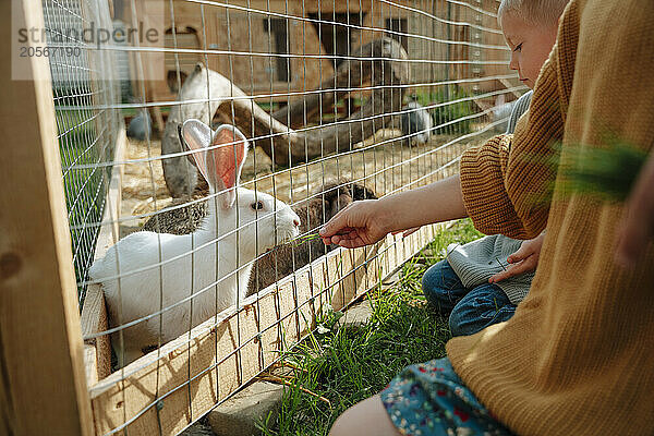 Hands of girl feeding rabbit with brother sitting at farm