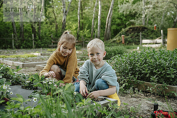 Smiling boy picking strawberries with sister at farm