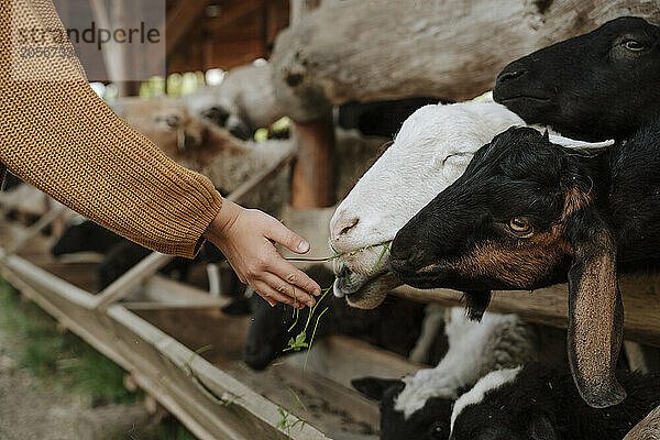 Hands of girl feeding goats at farm