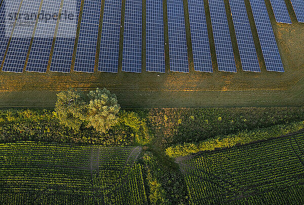 Solar panels station near plants on farm