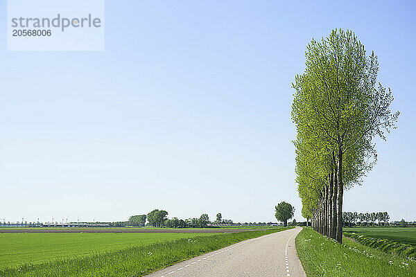 Row of trees at polder in front of blue sky