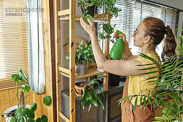 Mature woman spraying water on Cheese plant at home