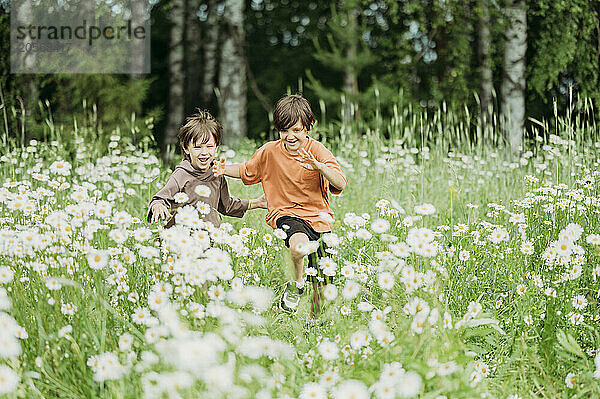 Brothers running through chamomile field