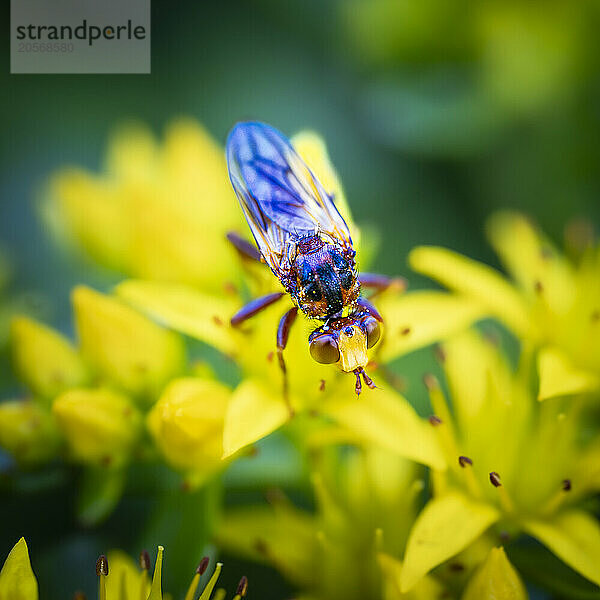 Fly on yellow blooming flower