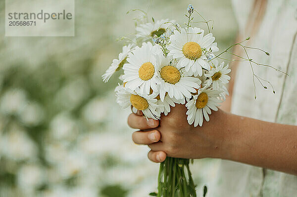 Hands of girl holding fresh white daisy flower bouquet